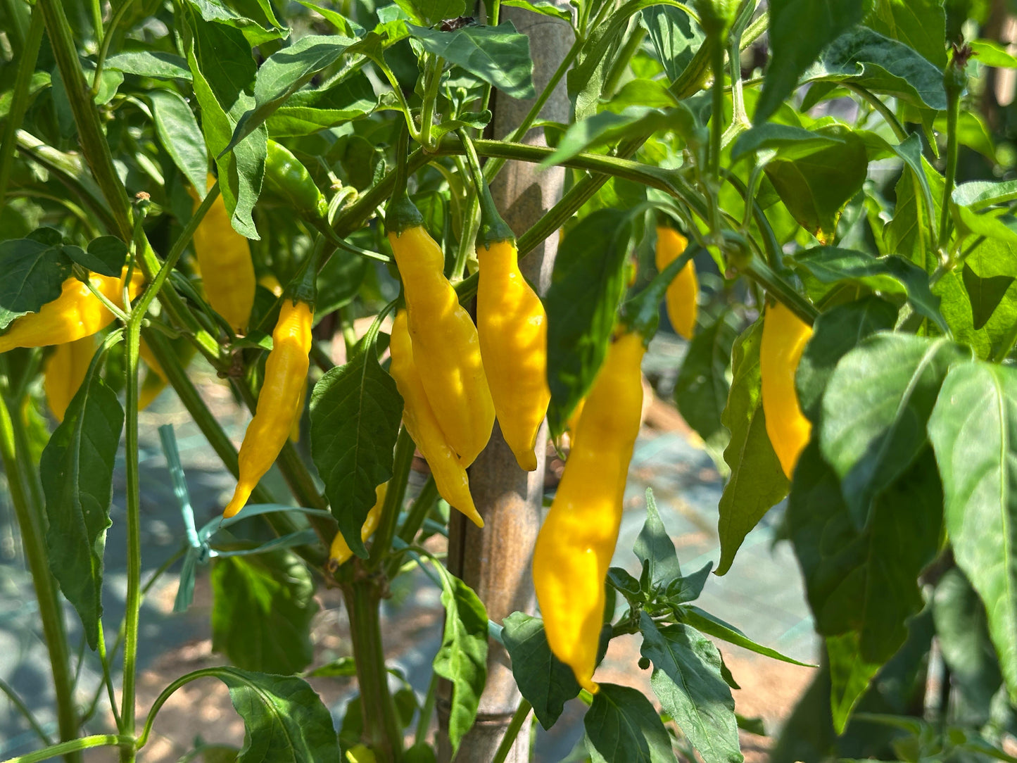 Aji Lemon