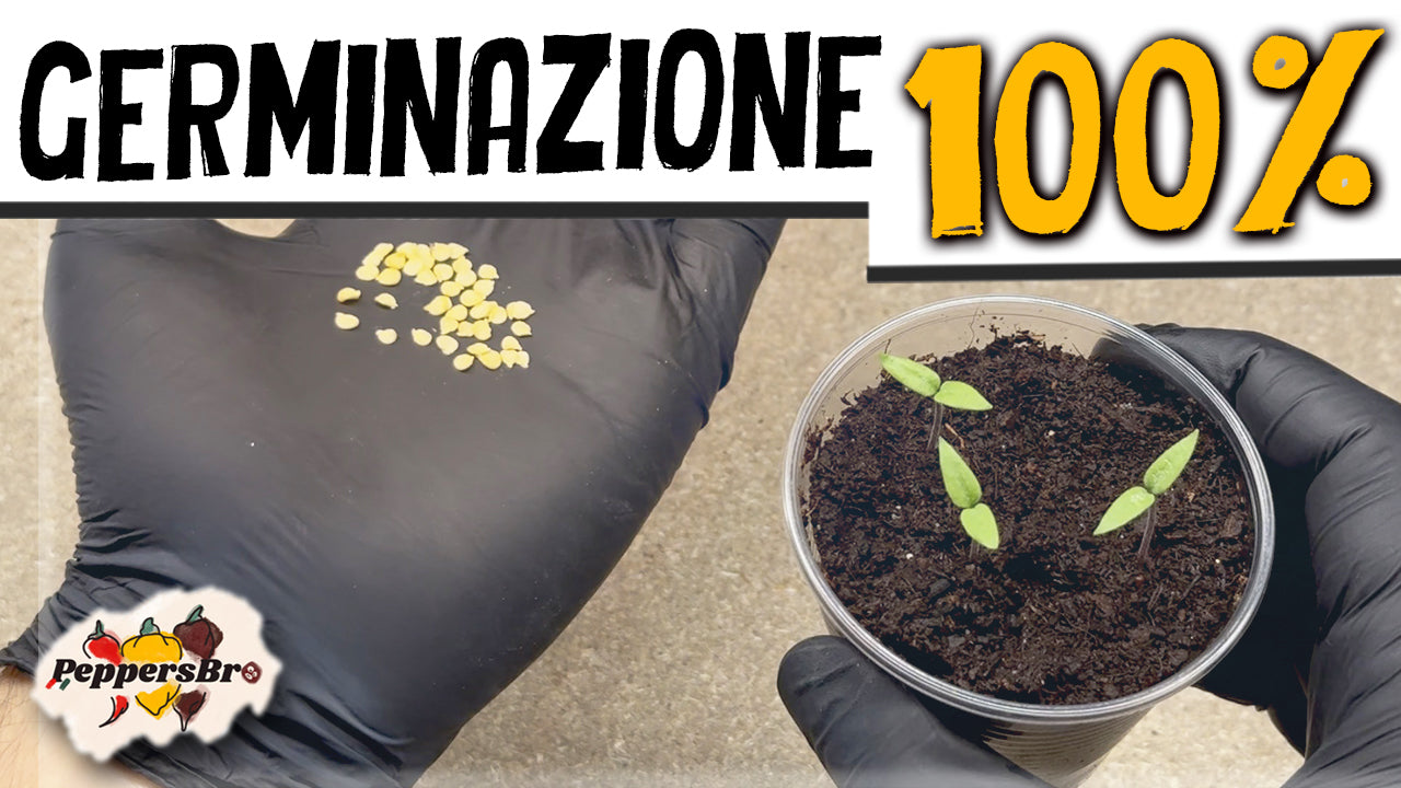 Carica il video: 